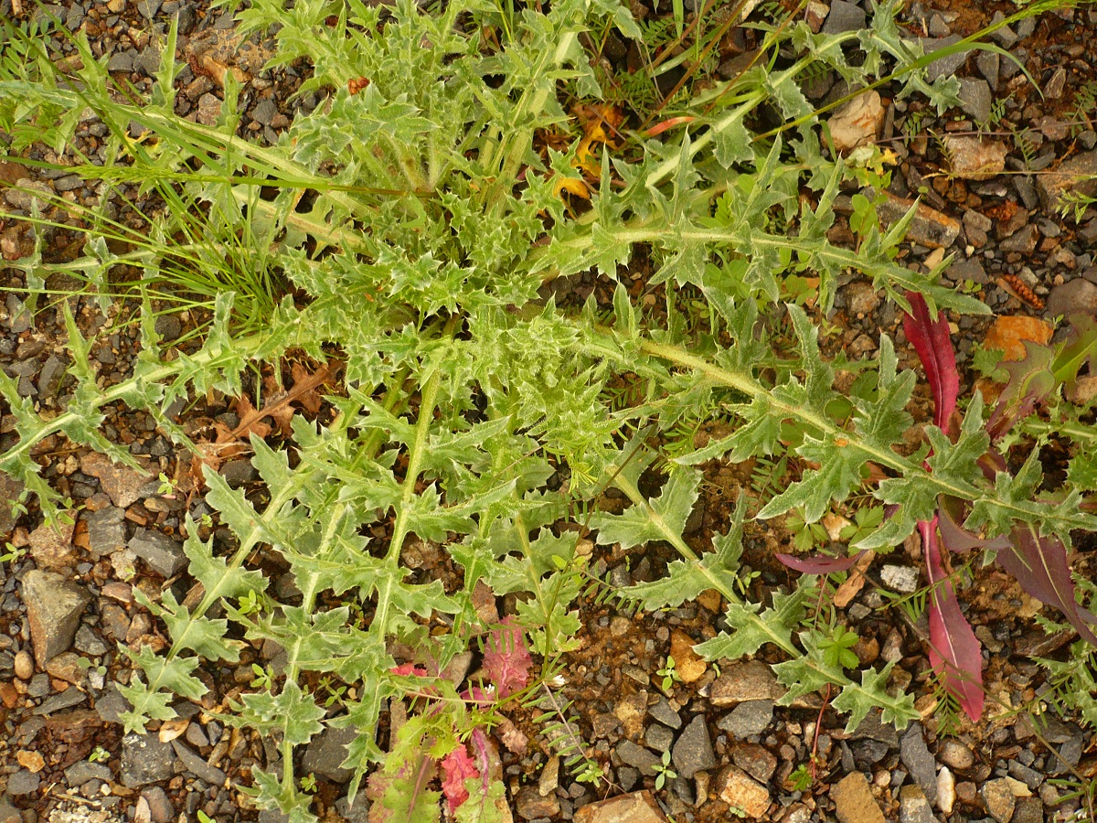 Carduus nutans subsp. nutans (Asteraceae)